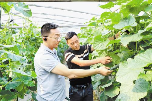 “北漂”变“归雁”&#32;梦想开出花