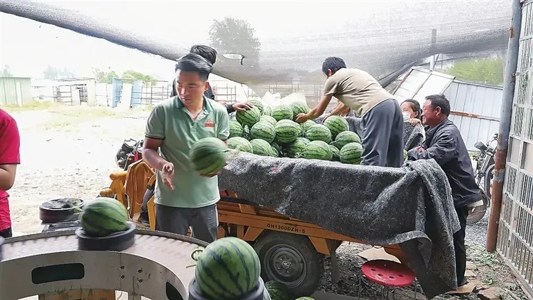 打工新鲜事儿&#32;|&#32;“验瓜师”月入3万？各西瓜产区有证书的仅寥寥数人