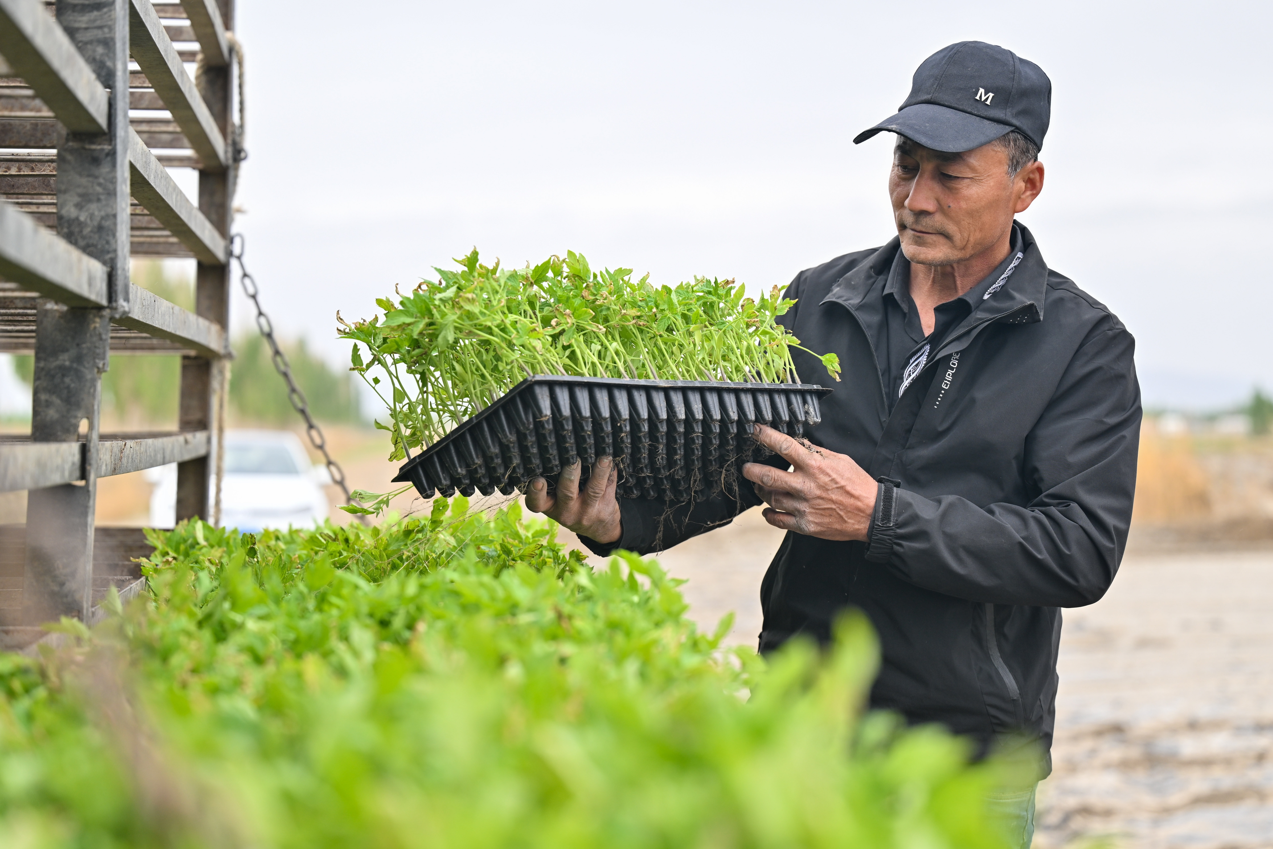 机械化&#32;智能化&#32;自动化——新疆番茄产业发展一线观察
