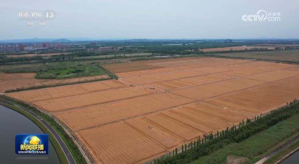 在希望的田野上·三夏时节丨我国夏粮大规模机收全面展开