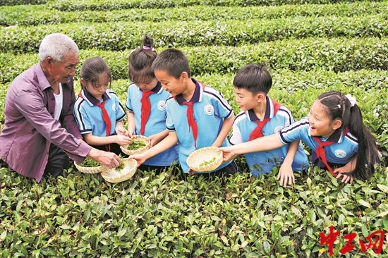 茶园里的研学课