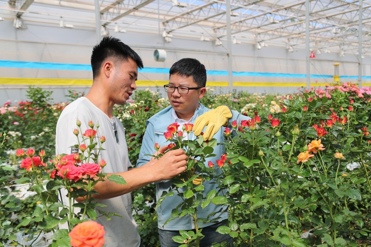中国月季育种实现“芯”突破：千款自主知识产权新品发布